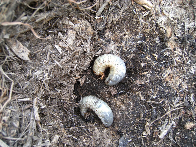 Larva cannibale